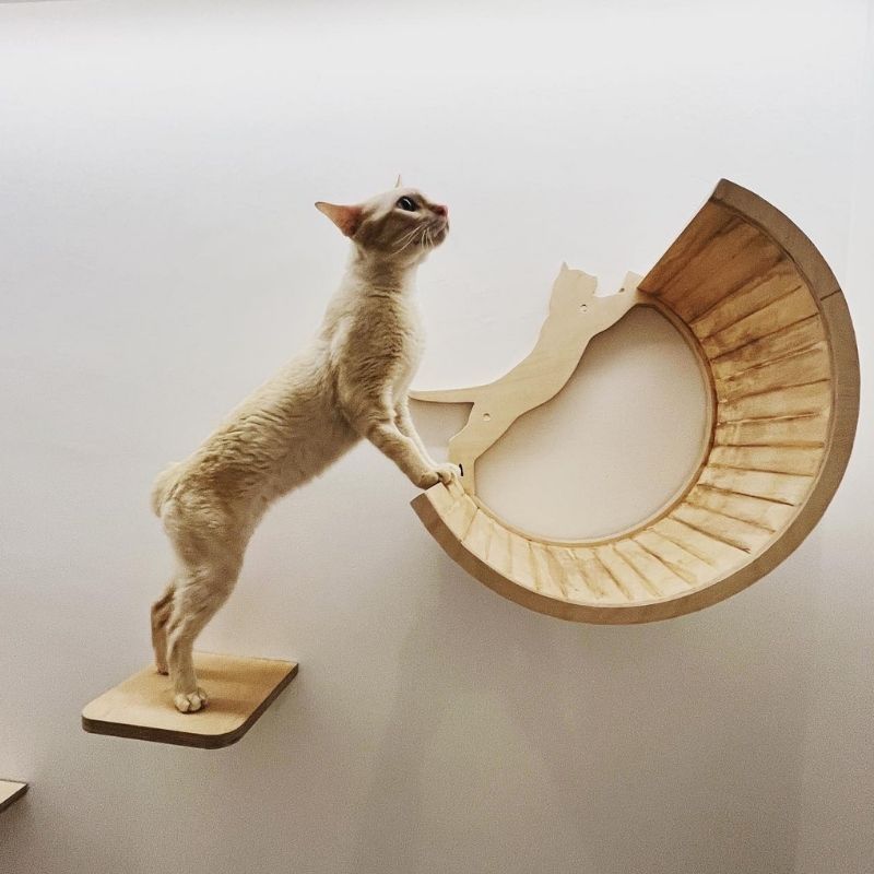 The Luxe Meownor: Singapore’s latest luxury boutique cat hotel
