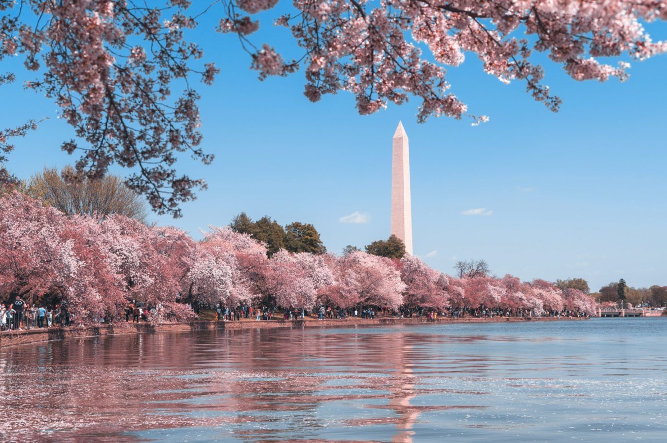 Where to see the most stunning cherry blossoms in the world, besides Japan