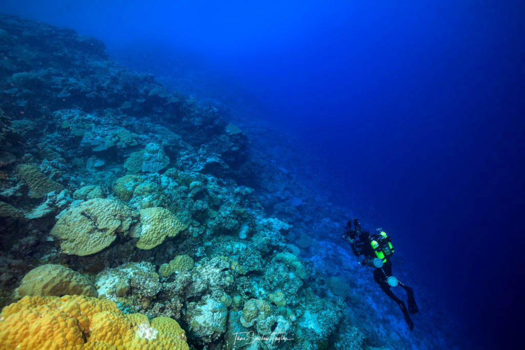 deep mesophotic reefs