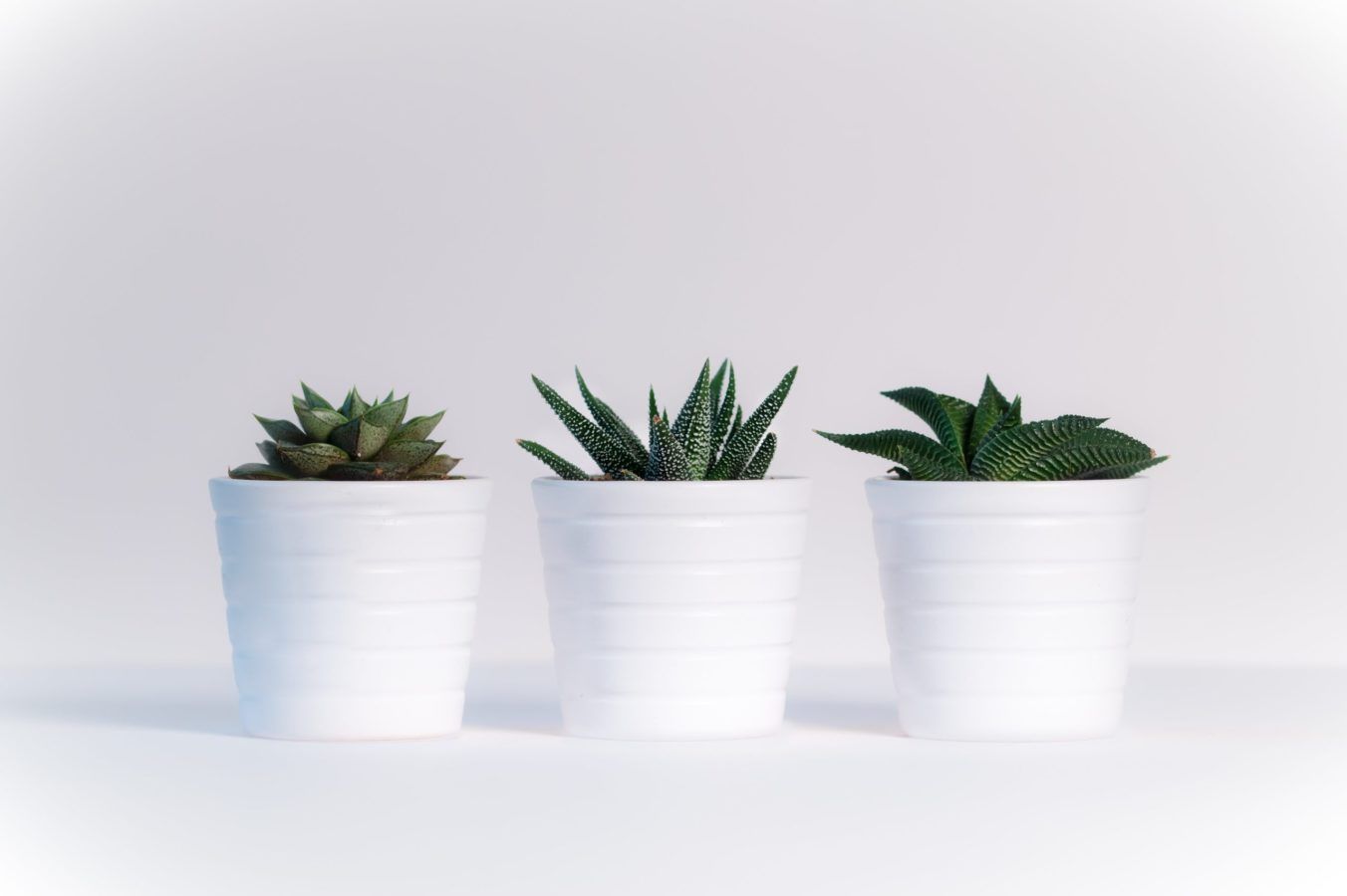 The best low-maintenance indoor plants that require minimal effort
