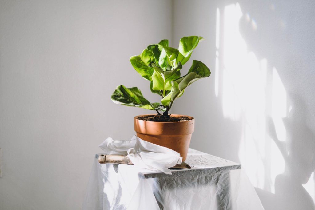 The best low-maintenance indoor plants that require minimal effort