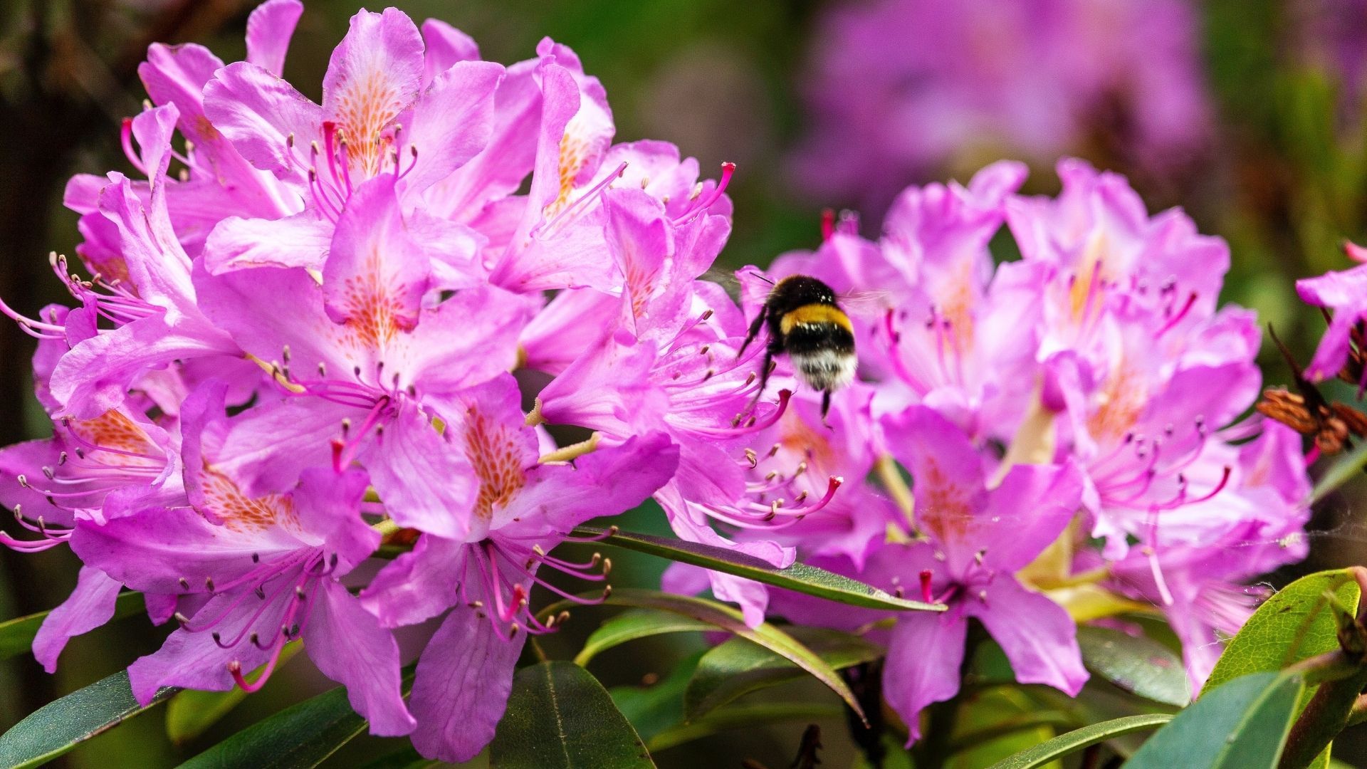 Most beautiful flowers: Rhododendron
