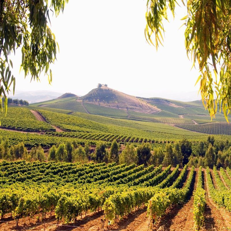 Italy’s lesser-known wine regions to know