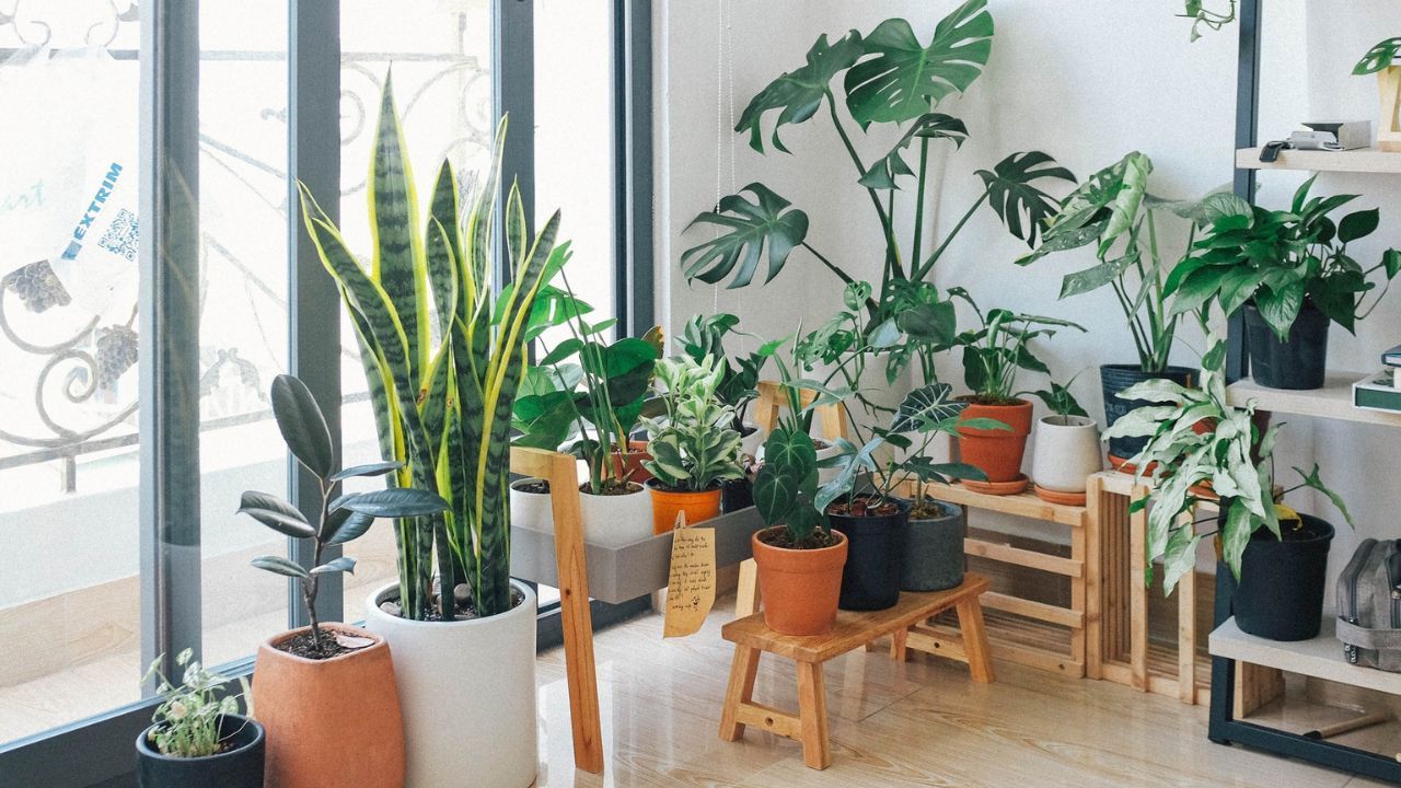How to grow indoor plants and the best ones to get in Singapore