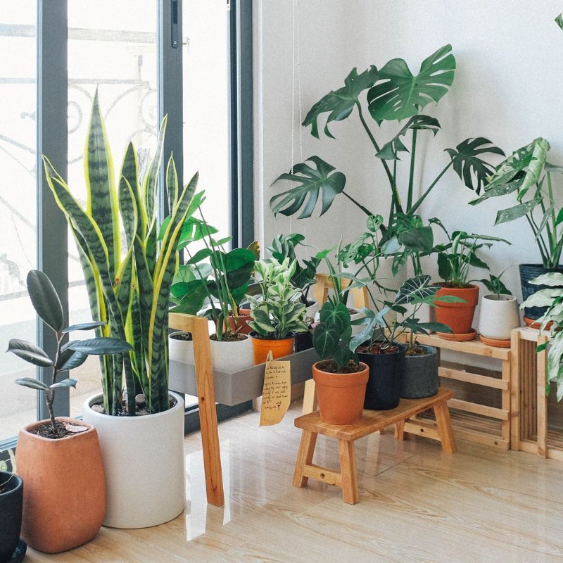 How to grow indoor plants and the best ones to get in Singapore