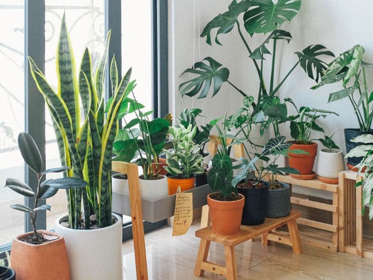 How to grow indoor plants and the best ones to get in Singapore