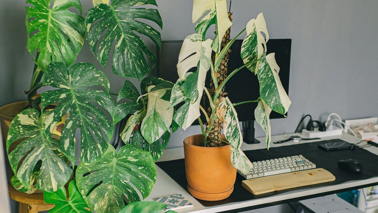 philodendron pink splash Best Combo Bundling of 4 Plants Monstera Adansoni Mint, Syngonium Pink  Splash, Philodendron Gloriosum, Spathiphyllum Peace Lily Variegated main image 0