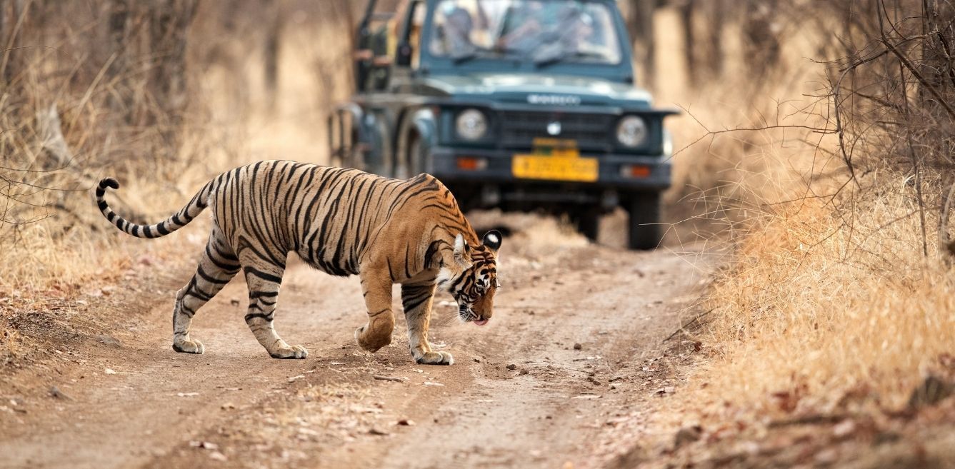 Wildlife Sanctuaries and National Parks: Here’s the difference