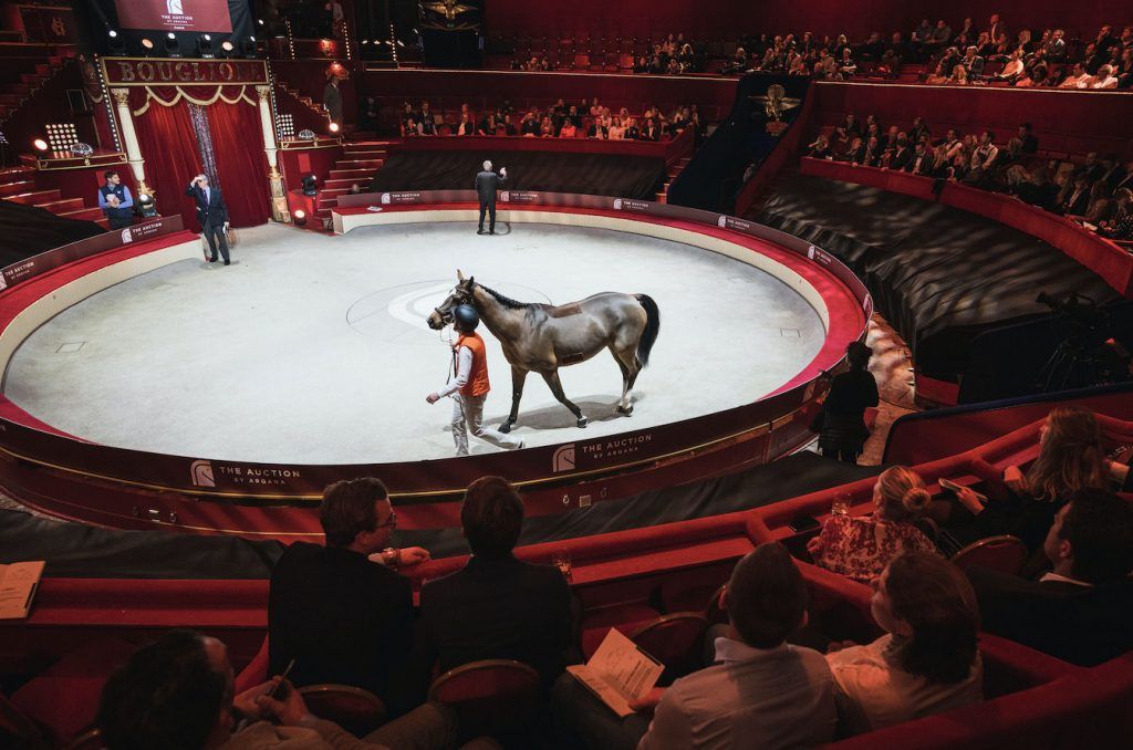 Horse Trading: All you need to know about Racehorse Investments