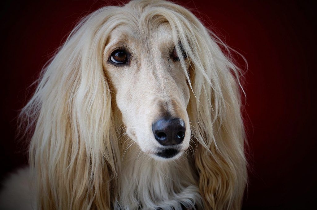 The most expensive dog breeds in the world today