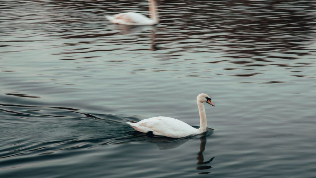 swans of Thames