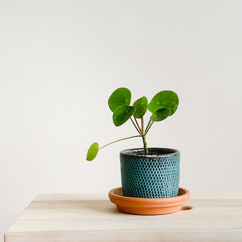 How to grow and care for money plants: Tips for propagating them