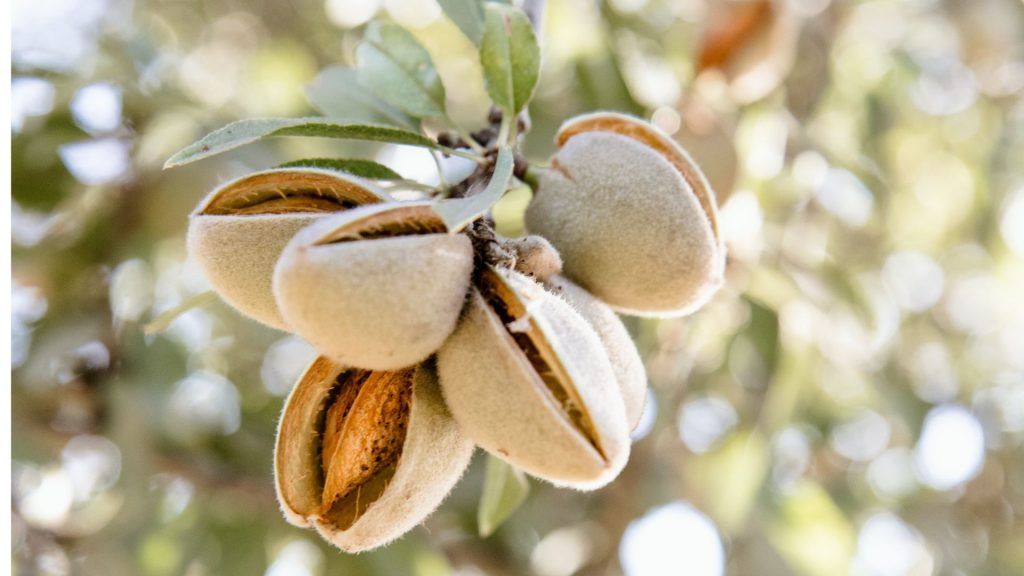 almond health benefits