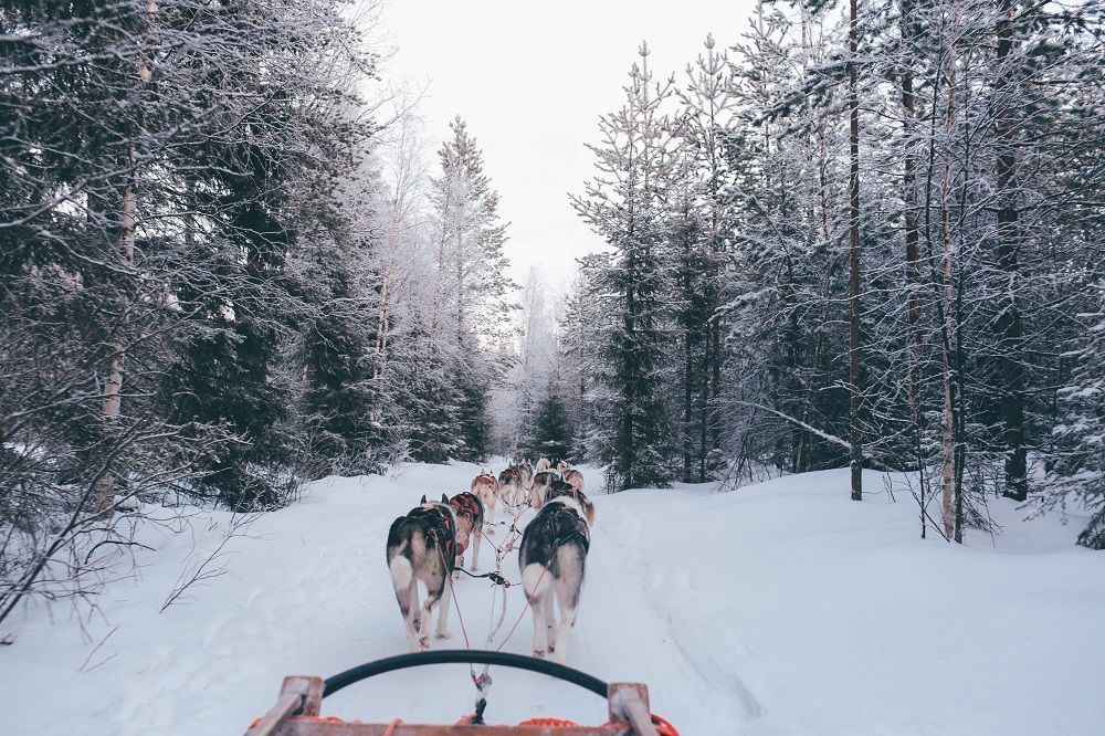 Husky Sleigh Ride Things to do in London during winter