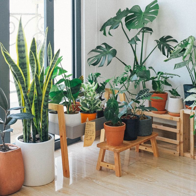 Usher in prosperity with these lucky plants based on your zodiac sign