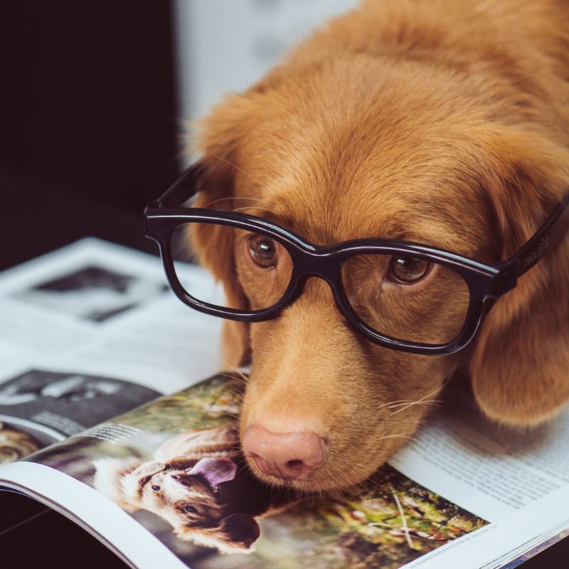 Dog breeds for zodiac signs: The ‘pawsome’ friend that best suits your personality