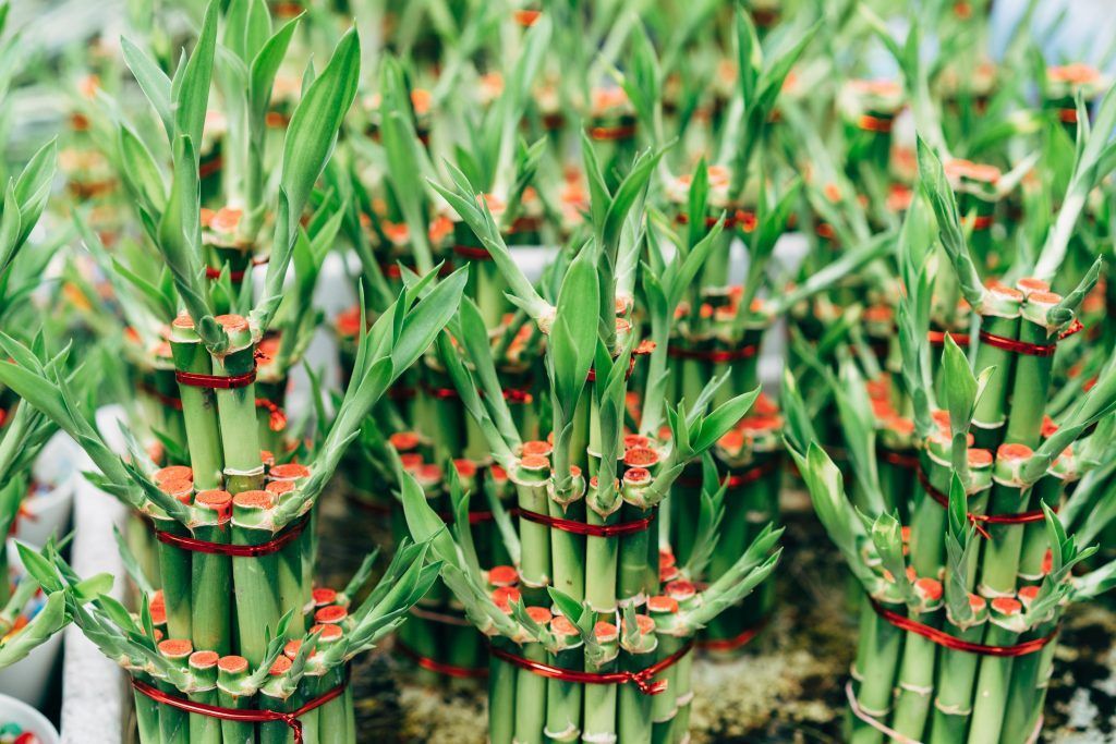 Feng shui plants: Tips to grow lucky money plants