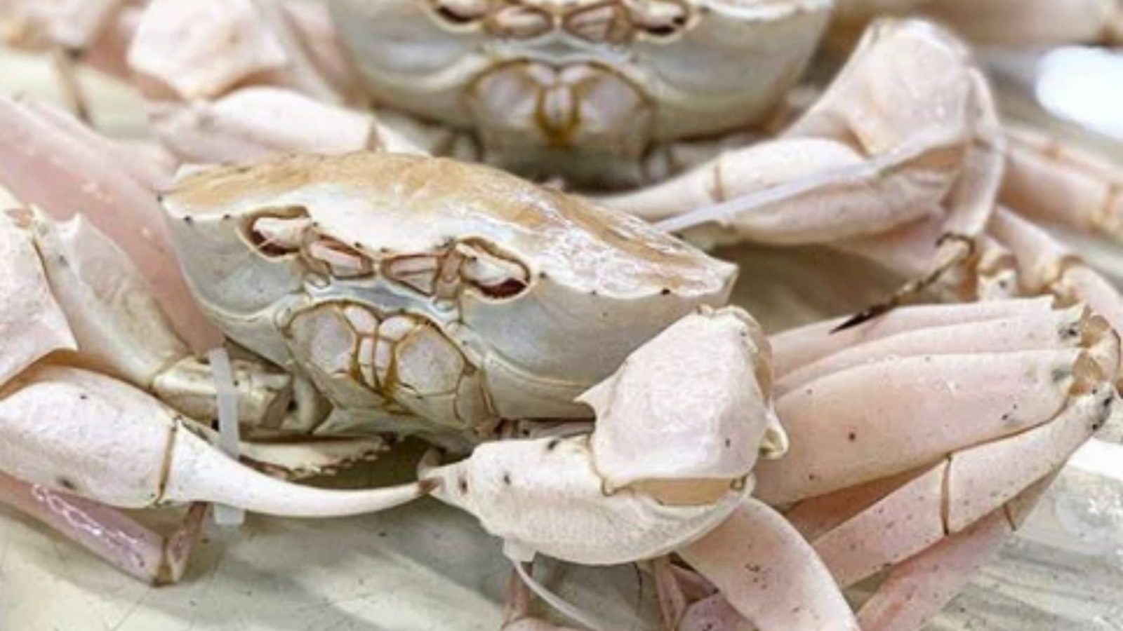 Most expensive crabs in the world to dine on