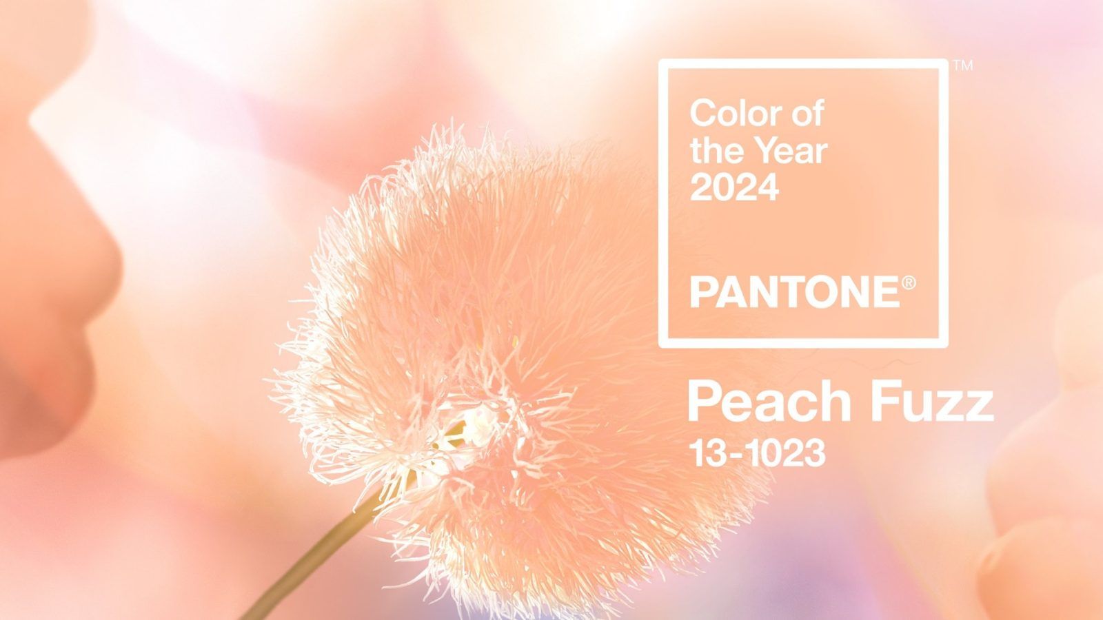 Pantone picks Peach Fuzz as the 2024 Color of the Year