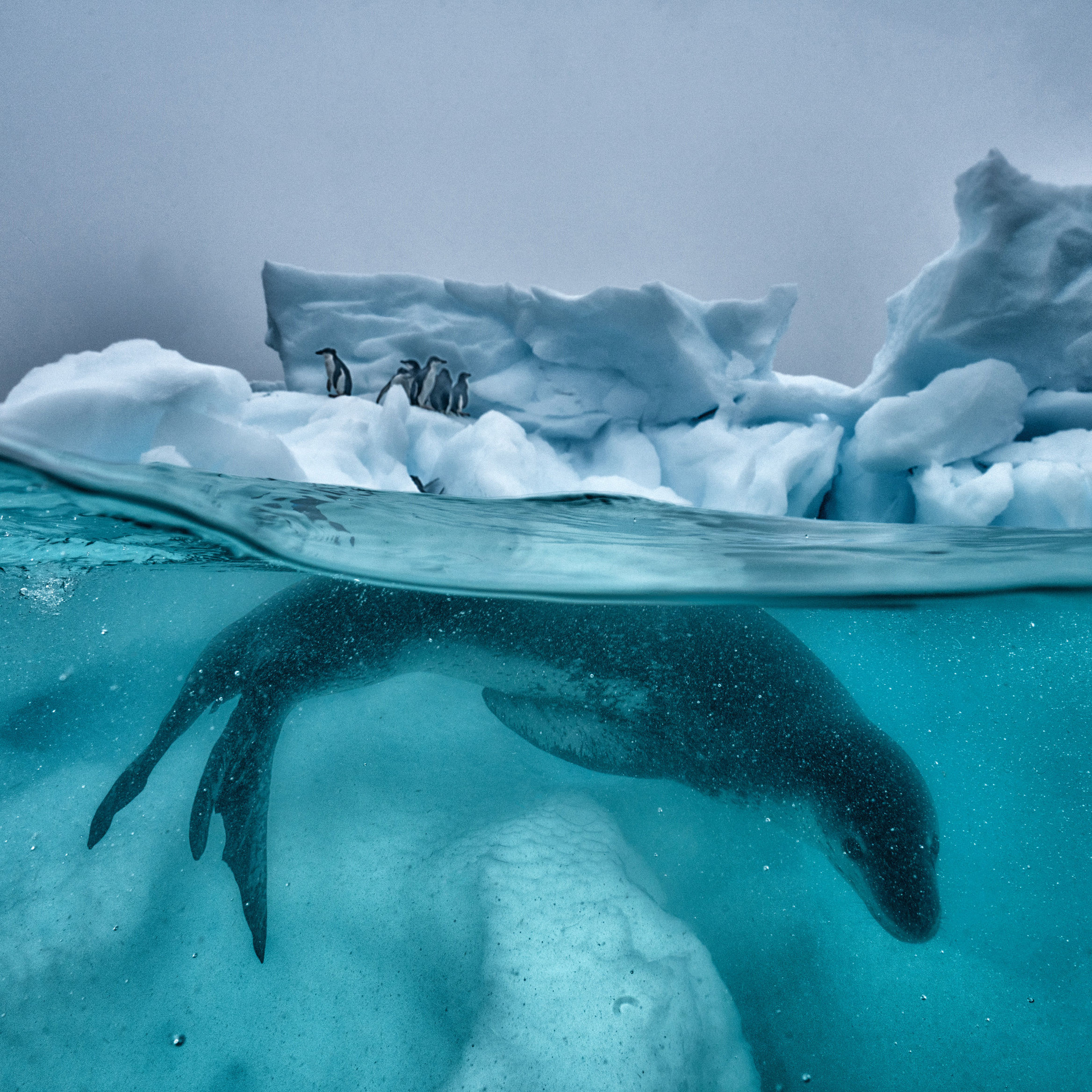 Rolex Testimonees Cristina Mittermeier Paul Nicklen and their mission