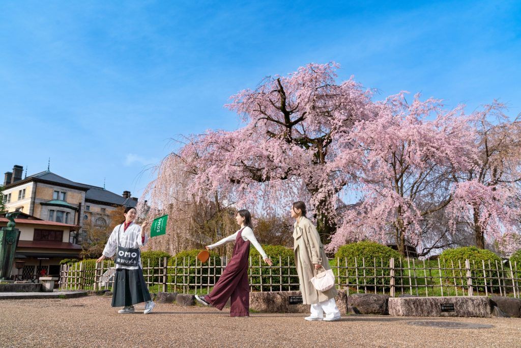  Go cherry blossom spotting in Honshu Japan for sakura season in 2024 Illustration 