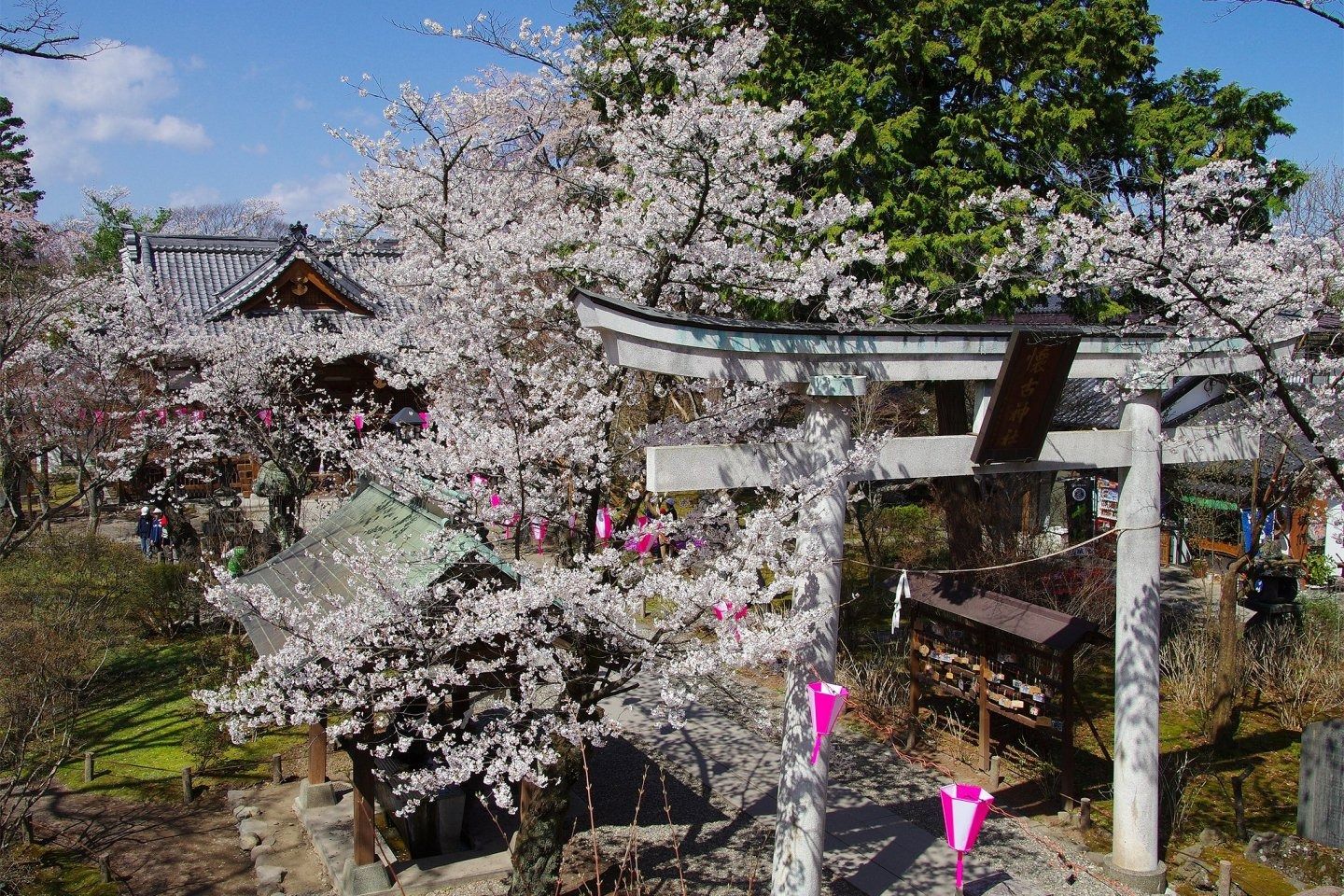  Go cherry blossom spotting in Honshu Japan for sakura season in 2024 Bildidee 