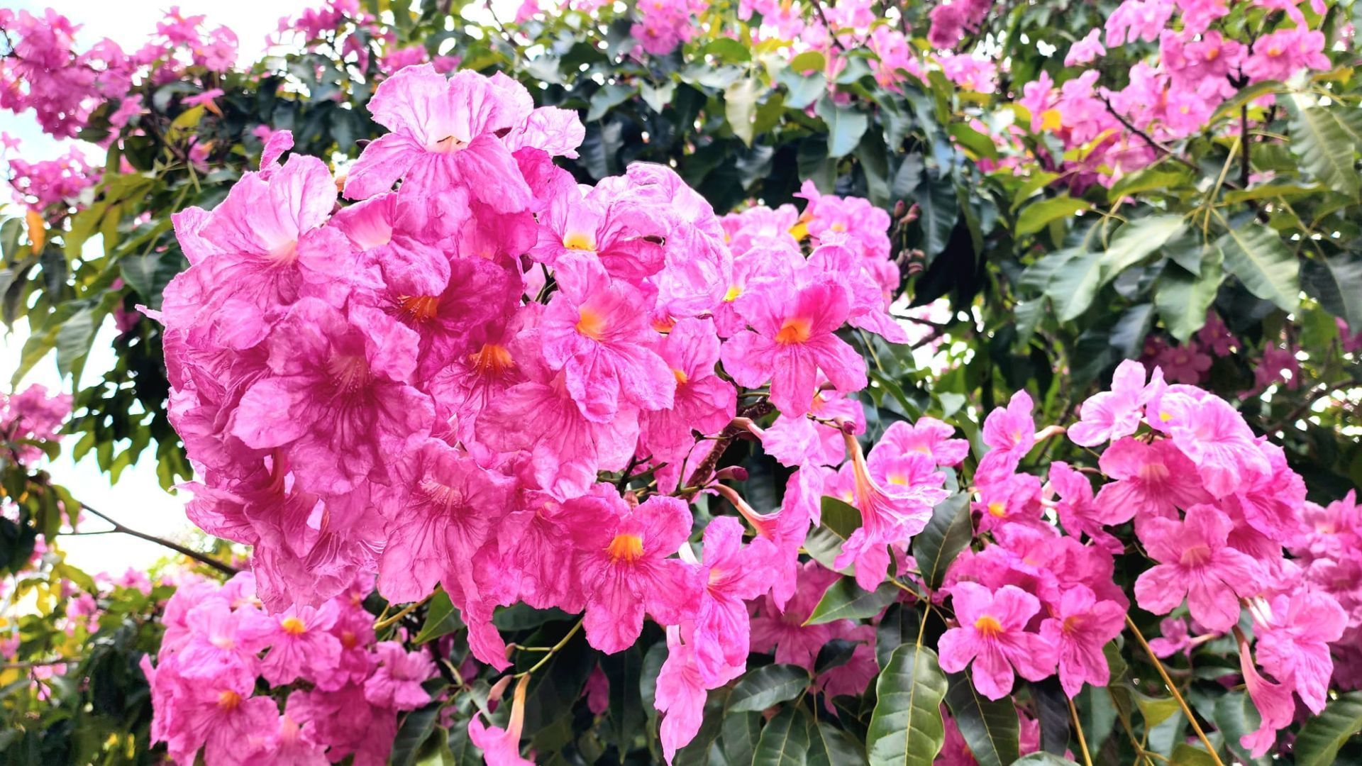 Flowers bloom in singapore