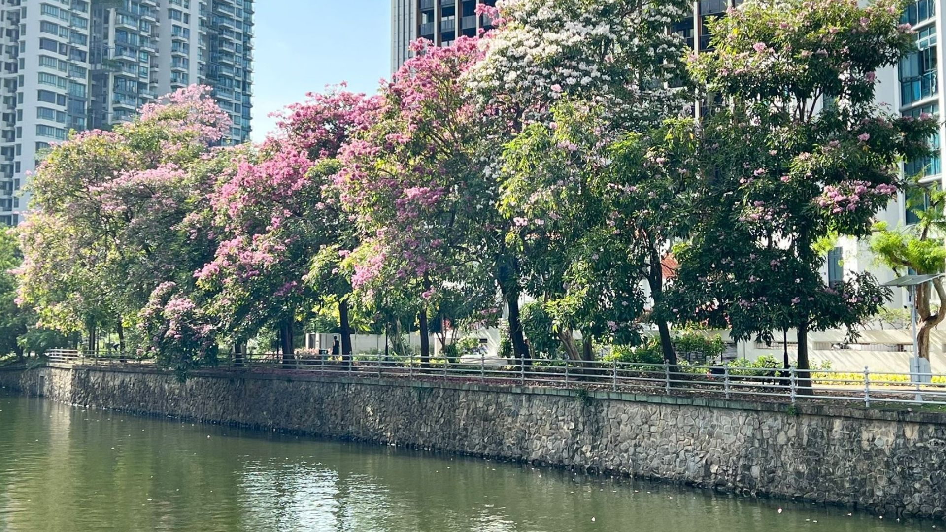 Flowers bloom in singapore