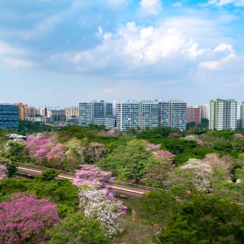 Singapore’s ‘Sakura’ spectacle returns with trumpet blooms