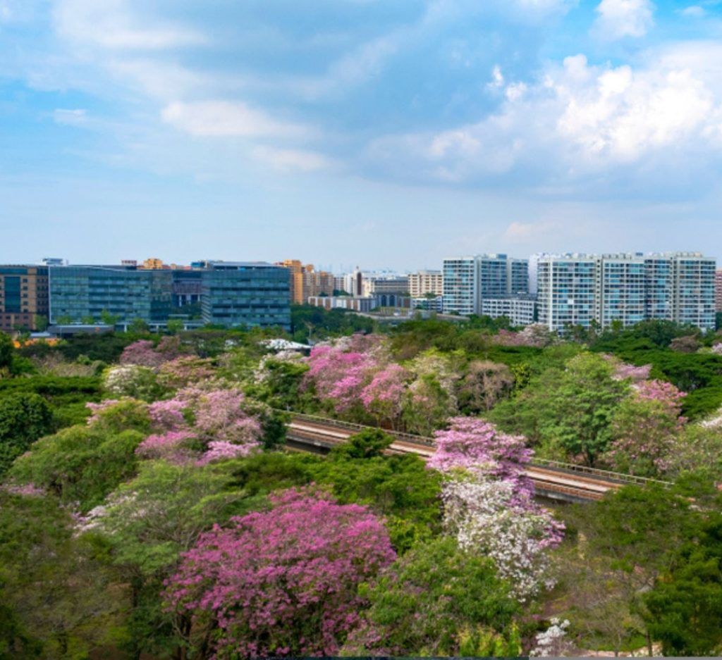 Singapore’s ‘Sakura’ spectacle returns with trumpet blooms