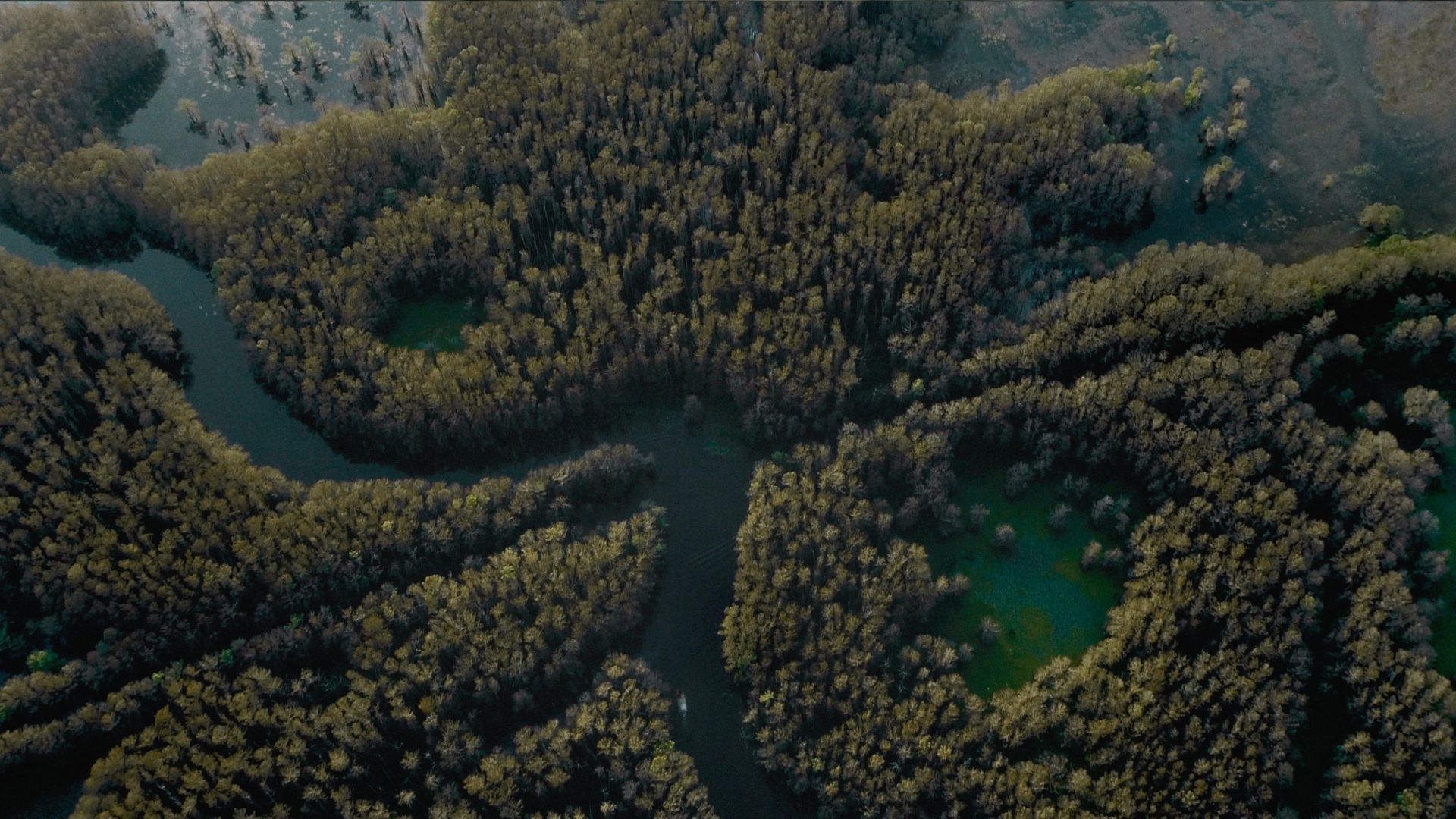 Caddo Lake true story Exploring the hidden history