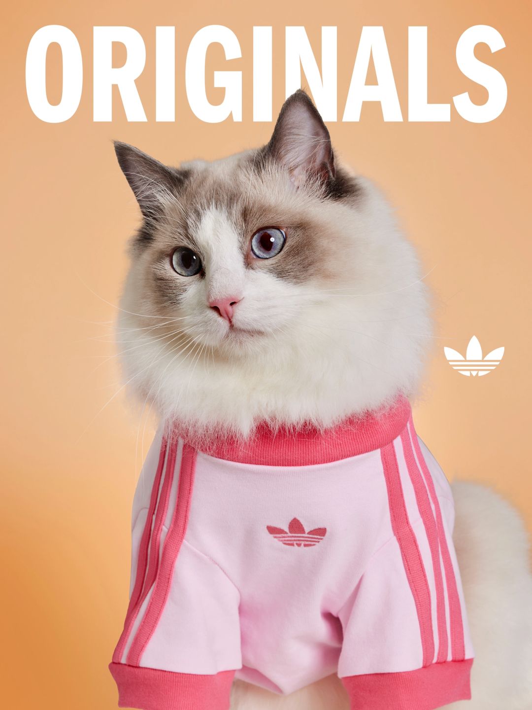 Adidas Pet Jerseys Singapore A Matching Experience for Owners and Pets