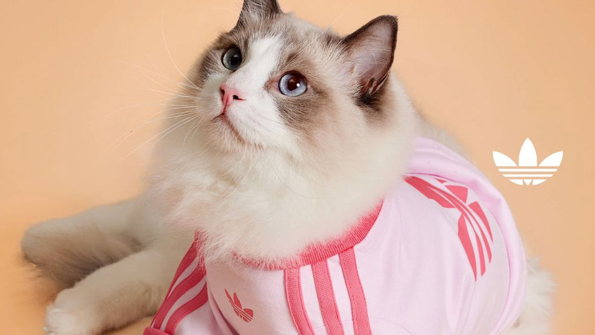 cat adidas tracksuit