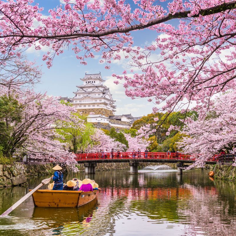 Check out the 2026 cherry blossom forecast for Japan