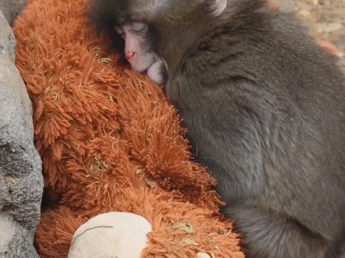 Viral baby monkey Punch: The emotional story breaking the internet —  PrestigeOnline Singapore