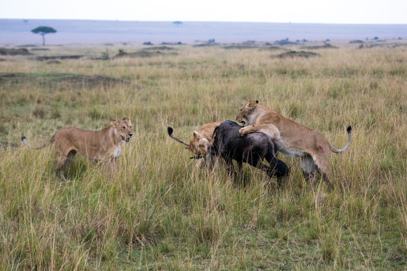 Camp-Hoping Along the Route of East Africa's Great Migration