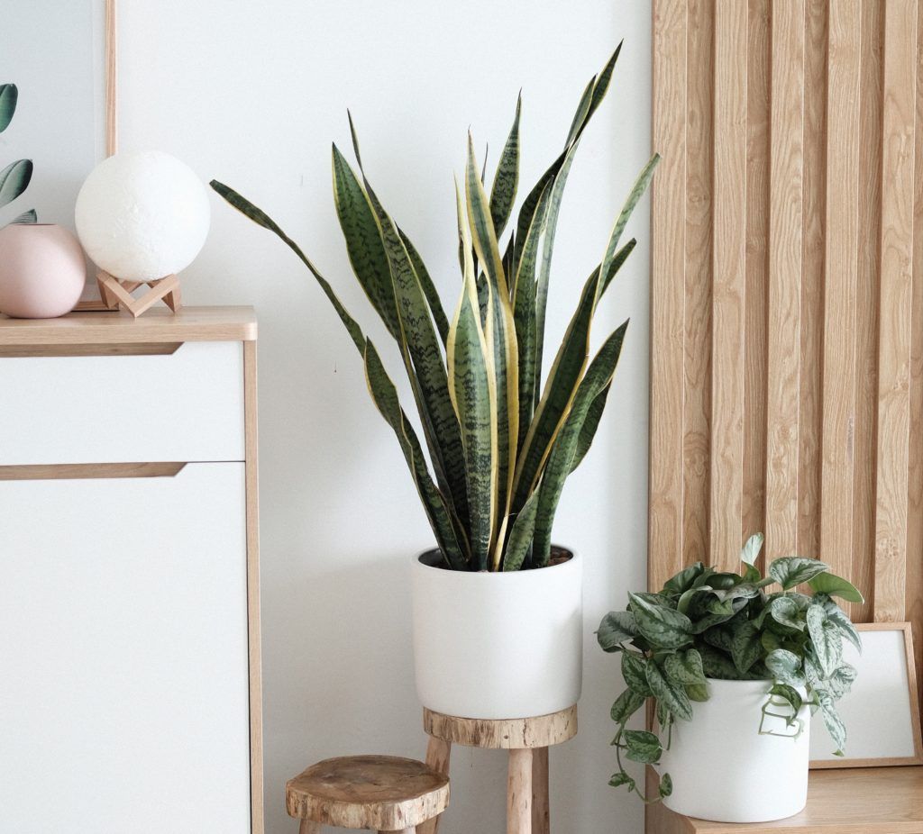 Back at Work? These Potted Plants Will Boost Your Productivity from Your Office Desk