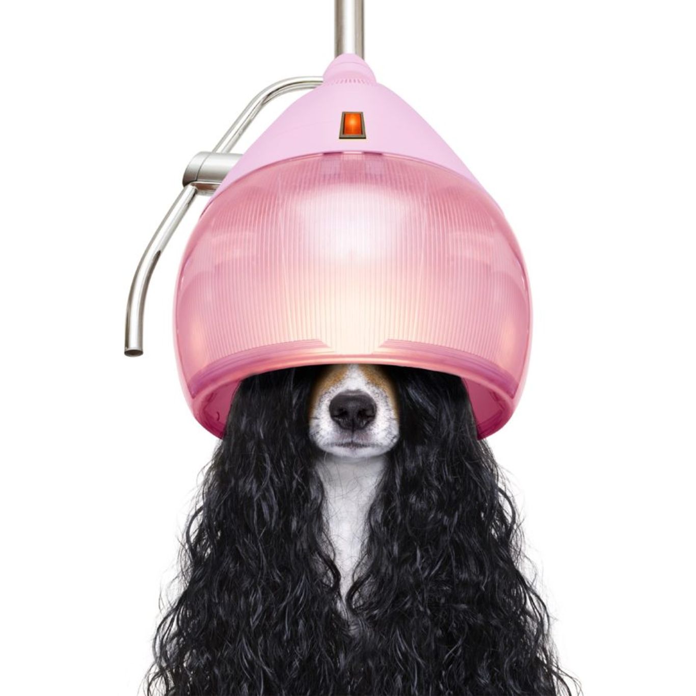 Rowan Launches 'Clean' Beauty Products for Dogs