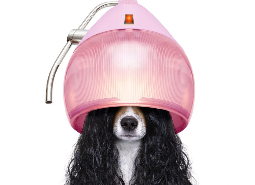 Rowan Launches ‘Clean’ Beauty Products for Dogs