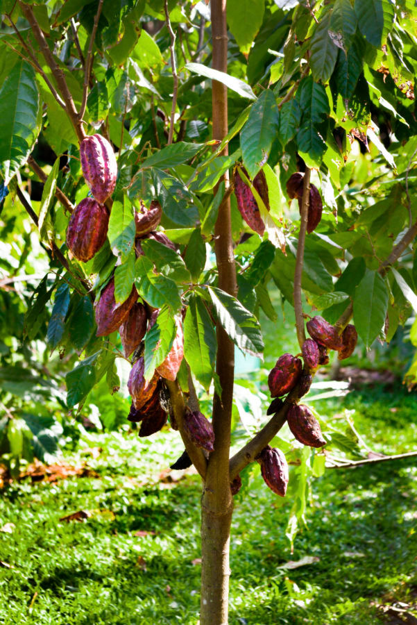 From bean to bar, Haiti’s cocoa beans want international recognition