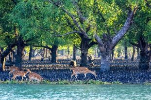 Asia’s 8 Most Enchanting Mangrove Forests Open For Visitors