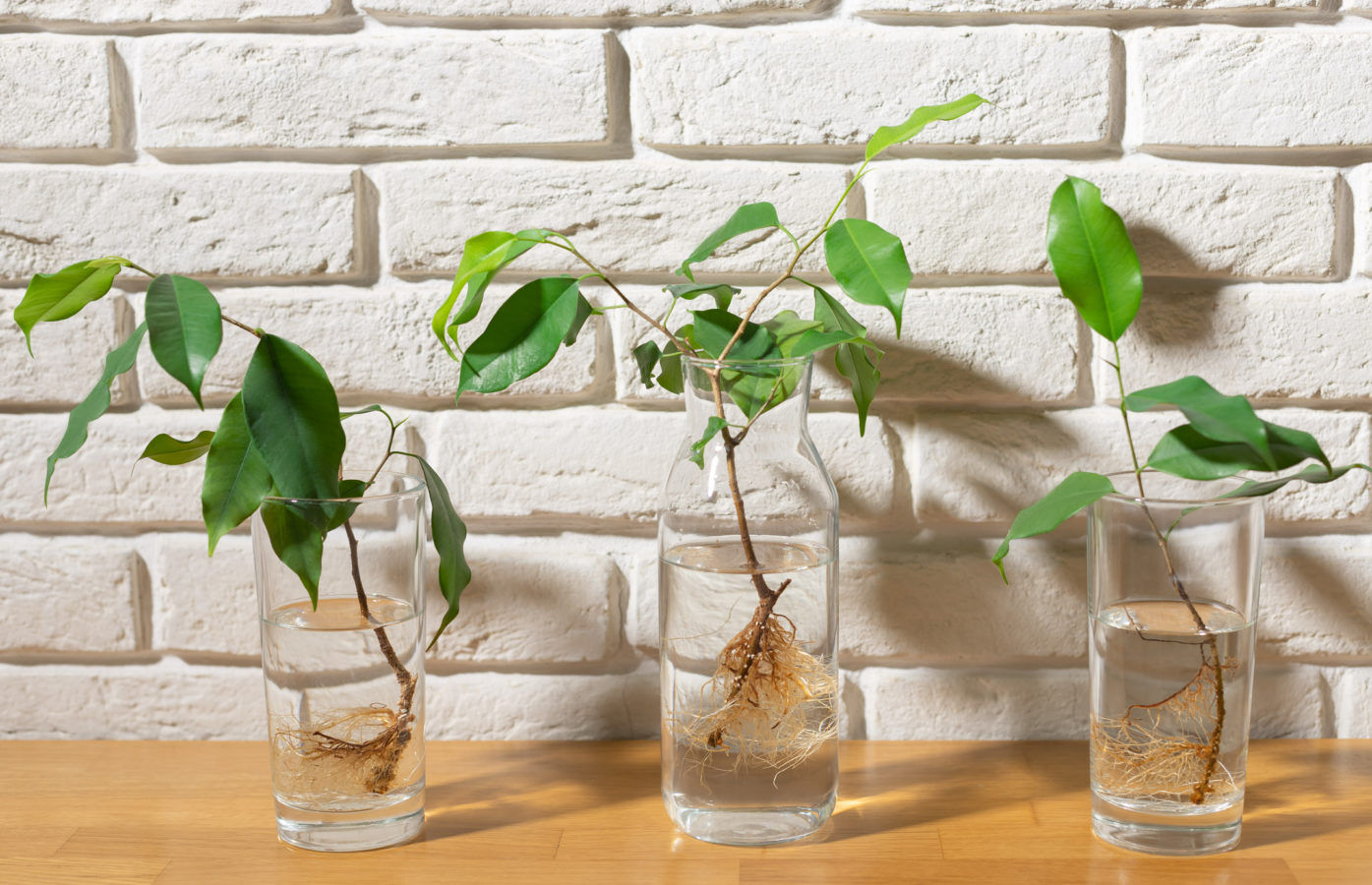 5 Easy Tips to Keep Your Indoor Water Plants Fresh and Healthy