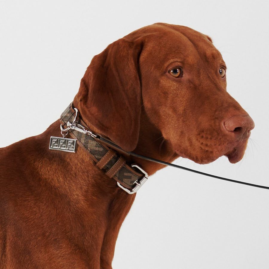 Chic Dogs  Designer dog collars, Louis vuitton dog collar, Baxter dog