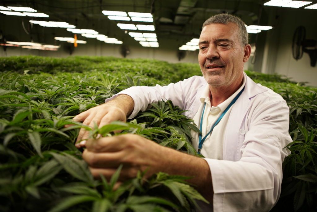 cannabis cbd