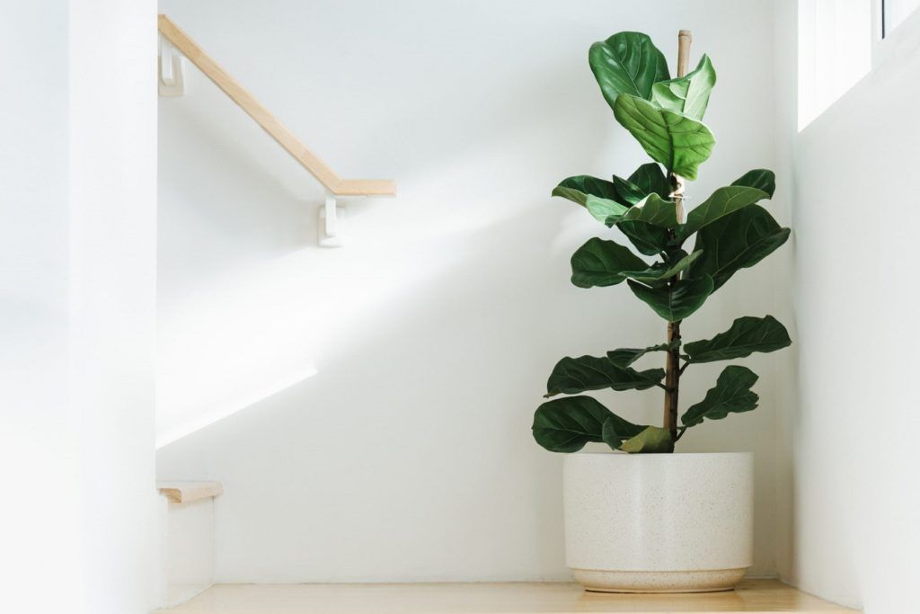 10 Houseplants That Make the Best Gifts