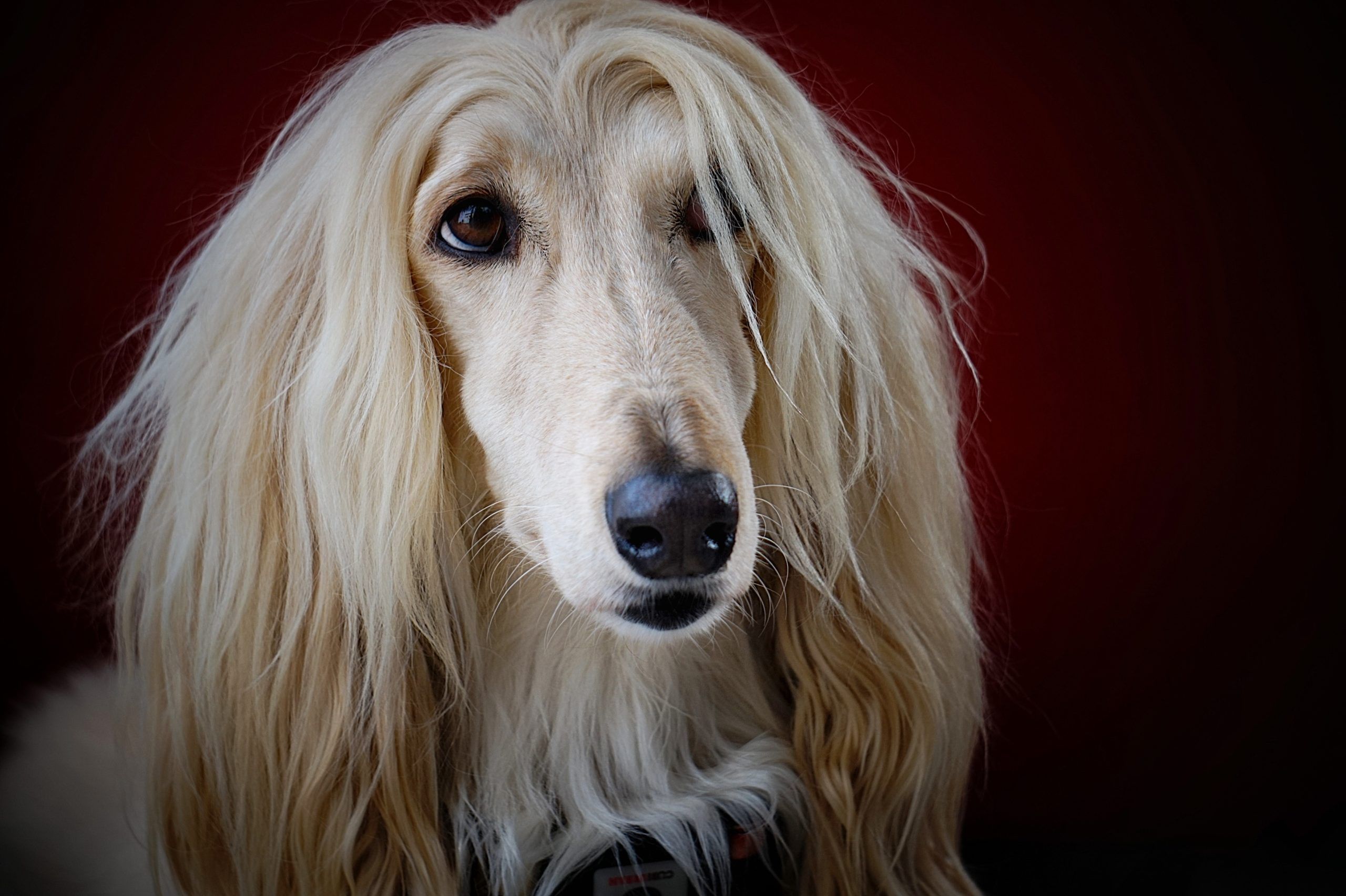 World s Most Expensive Dogs Is Yours On The List Flipboard