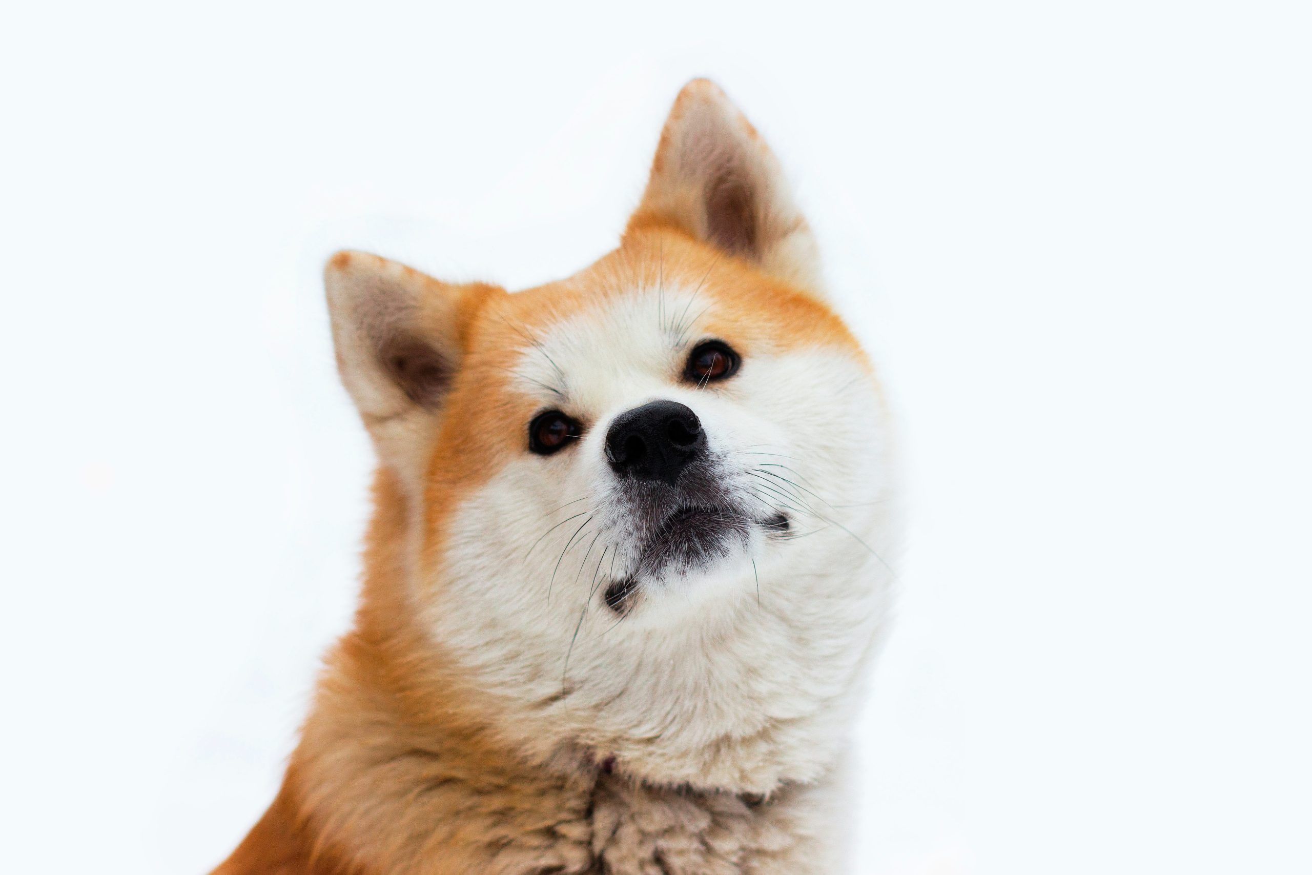 expensive dog breeds
