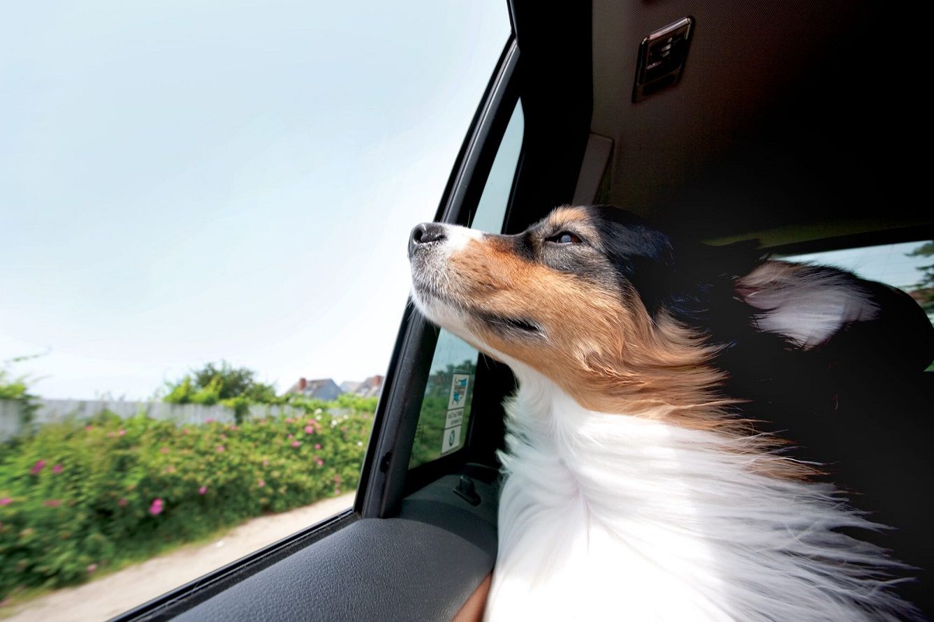 How to Treat Your Dog's Car Sickness and Anxiety