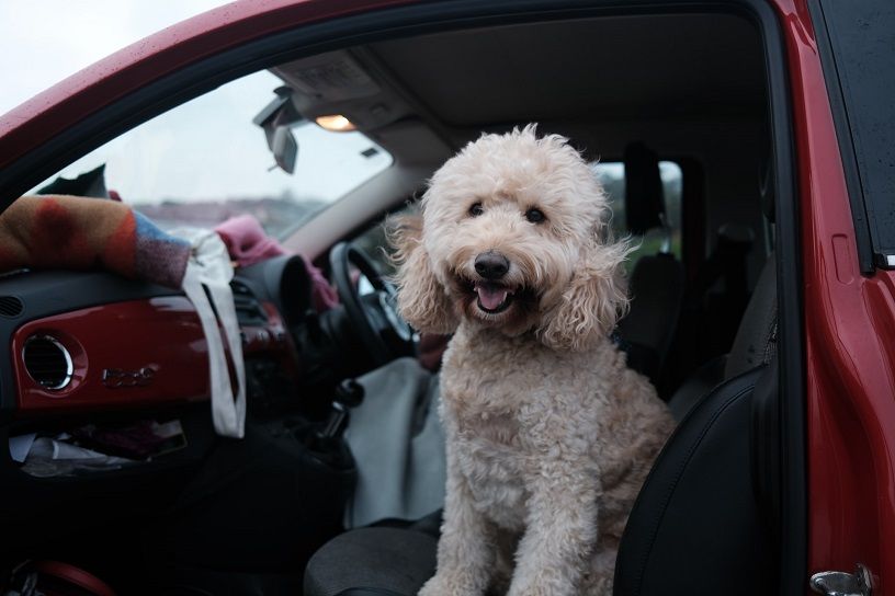 Dog's Car Sickness