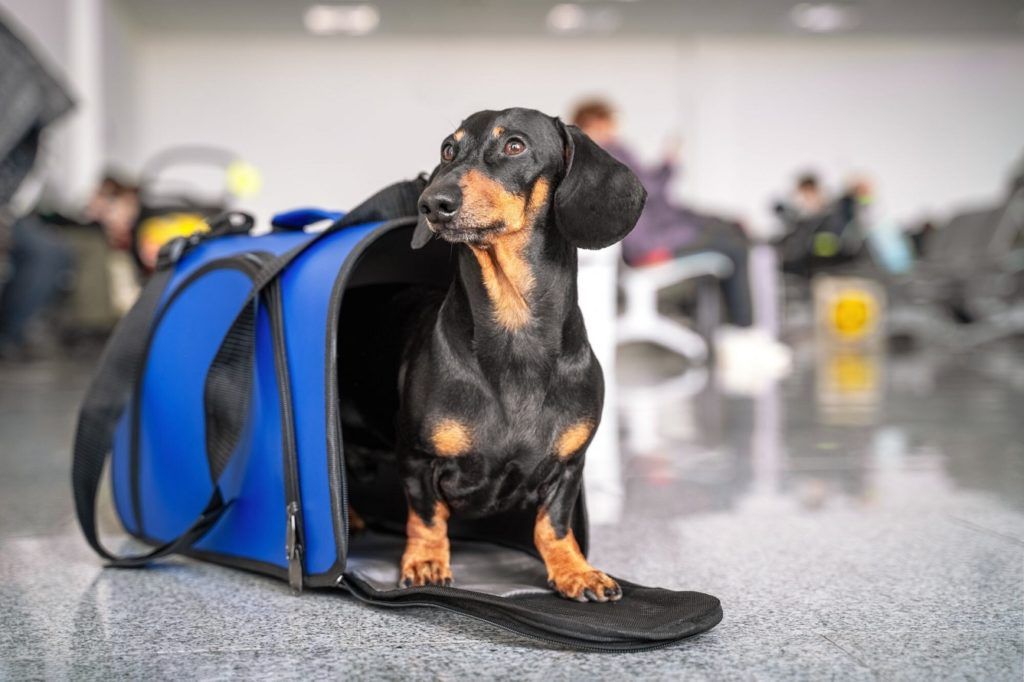 Boarding a Flight with Your Dog? Here’s What You Need to Know for Every Step of the Journey